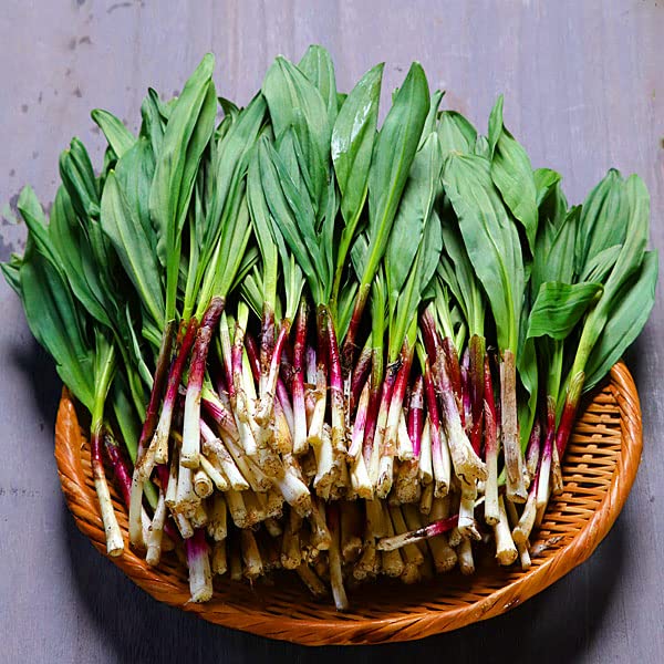 Amazon.co.jp: 北海道産 行者にんにく 1kg 採れたて 山菜